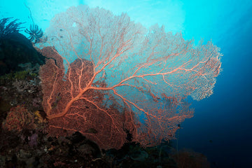 Truly one of the most stunning and colorful sea fans I have ever been privileged to come across. 