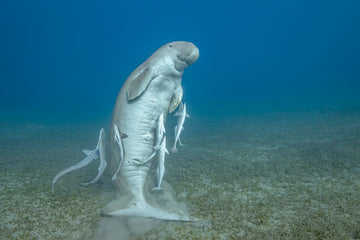 The famous young male dugong at Marsa Mubarak goes upright after a long seagrass snack!