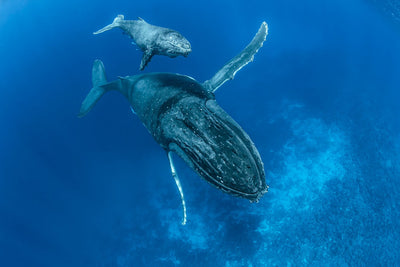 Synchronized mother and calf swooping in.