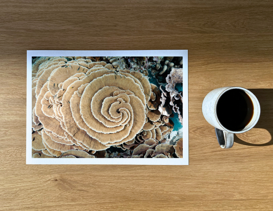 Incredible spirals of Turbinaria reniformis coral at a site at Wakatobi.