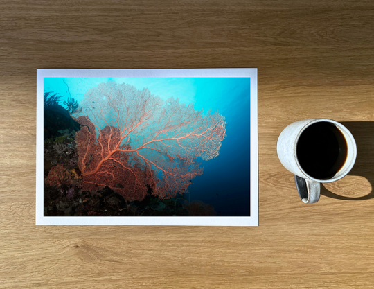 Truly one of the most stunning and colorful sea fans I have ever been privileged to come across.