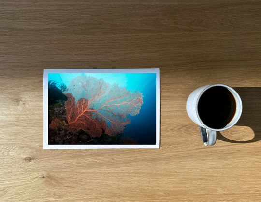 Truly one of the most stunning and colorful sea fans I have ever been privileged to come across.