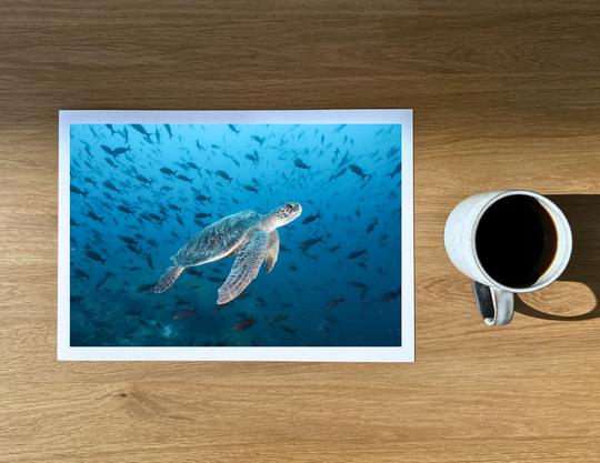 A green turtle surrounded and framed by a myriad creole fish.