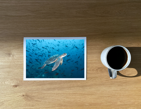 A green turtle surrounded and framed by a myriad creole fish.