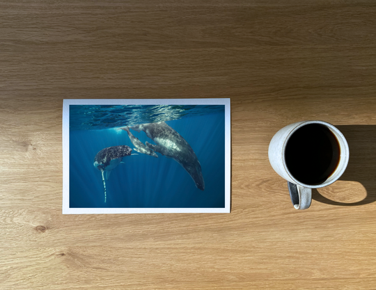 Humpback whales: the mum, the calf and the escort (not the father).