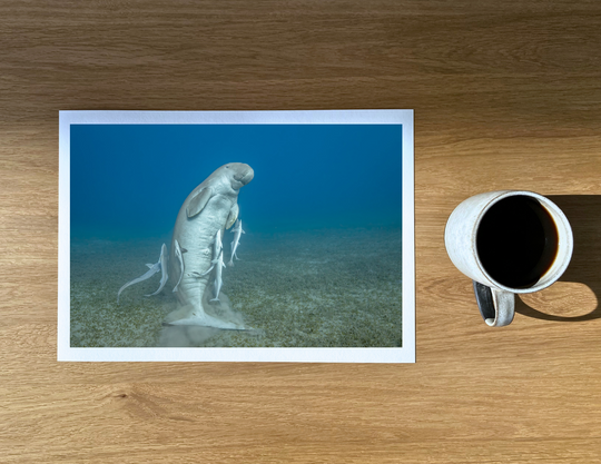 The famous young male dugong at Marsa Mubarak goes upright after a long seagrass snack!