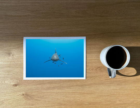 Oceanic whitetip accompanied by pilotfish at Elphinstone Reef.