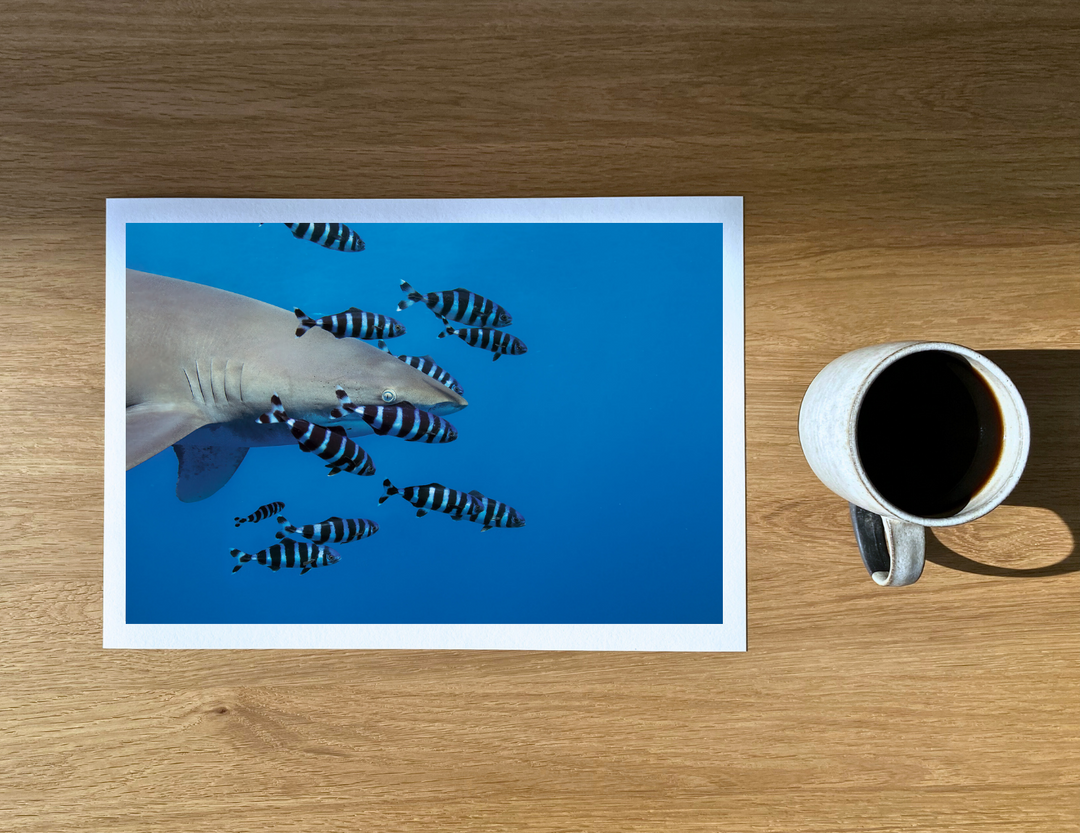 Oceanic whitetip shark surrounded by pilot fish.