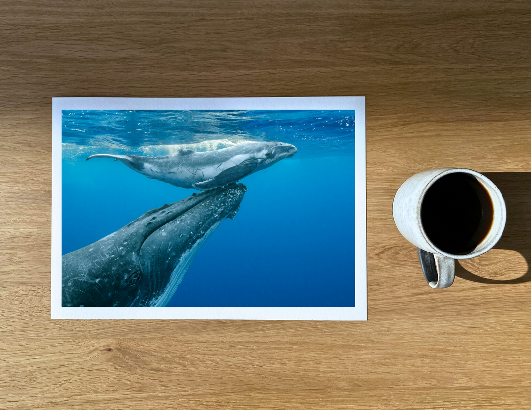 A humpback whale supports her calf at the surface.