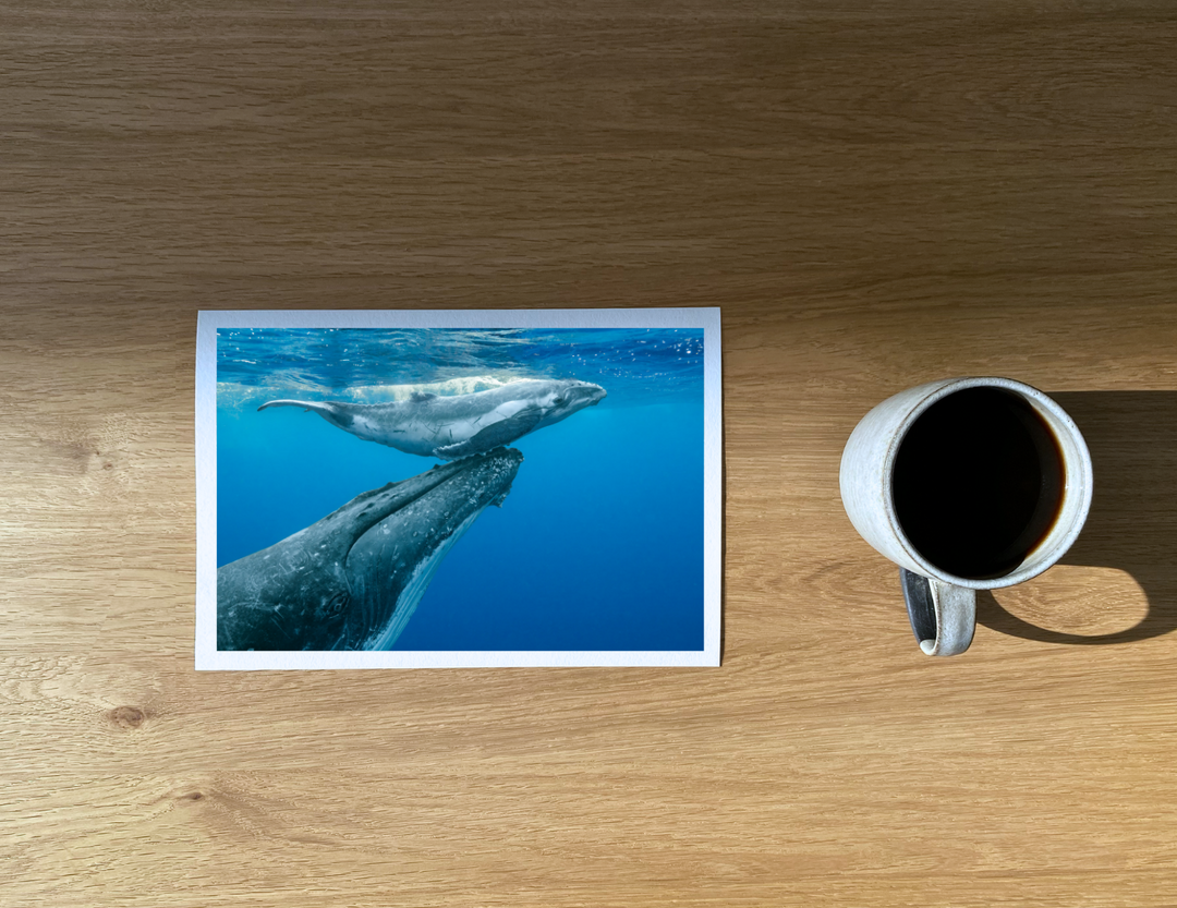 A humpback whale supports her calf at the surface.