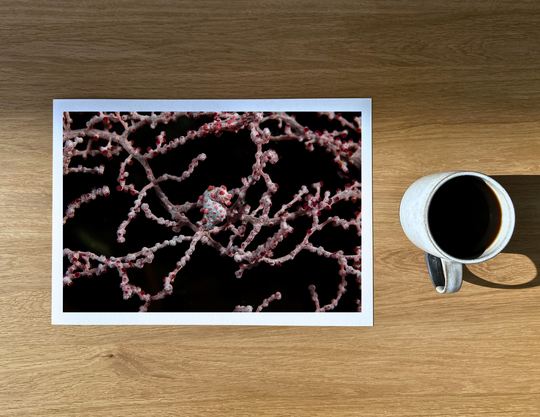 A pygmy seahorse (Hippocampus bargibanti) on its gorgonian home 30 metres down.