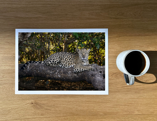 Beautiful female jaguar who was about 20 meters away from a large male napping under a tree.