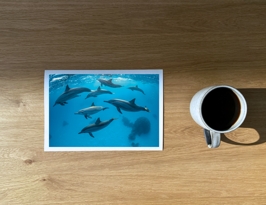 Magical moment or ‘positions’ - Spinner dolphins of Sataya synchronized.