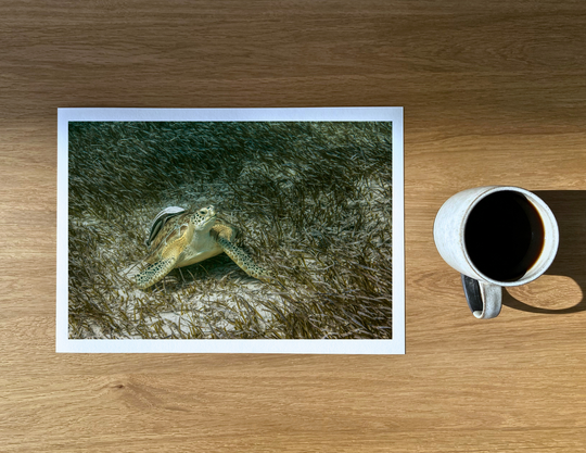 Green turtle with a remora in the seagrass, the turtle’s favourite food.