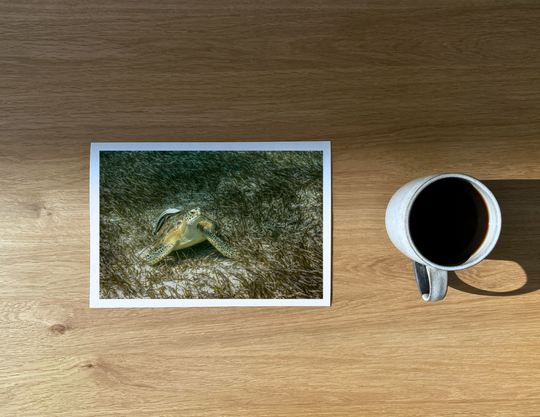 Green turtle with a remora in the seagrass, the turtle’s favourite food.