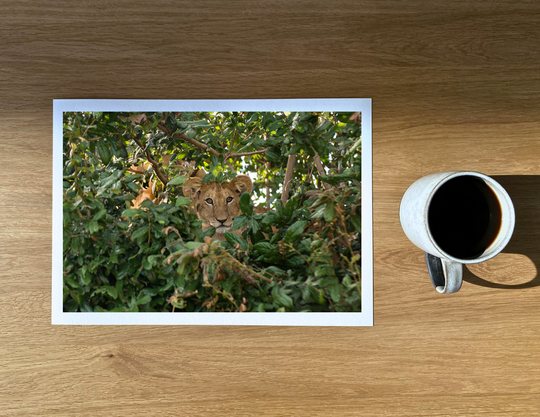 Lion cub in a tree at Kirawira.