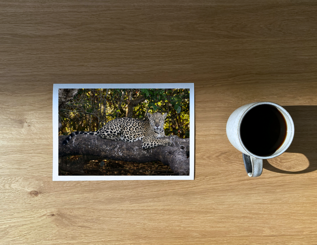 Beautiful female jaguar who was about 20 meters away from a large male napping under a tree.