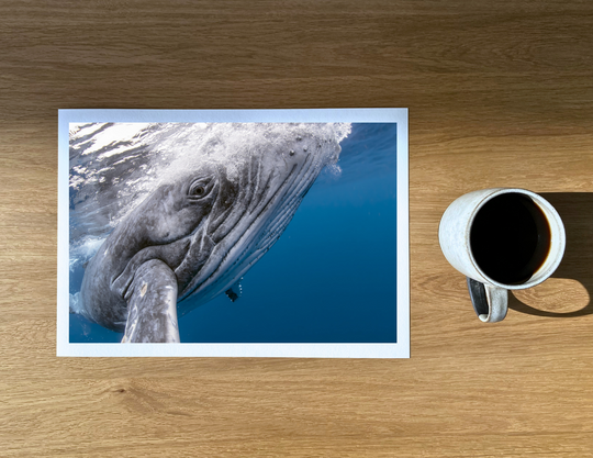 Bumping into a delightfully curious humpback whale calf.