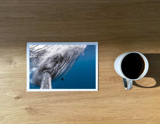 Bumping into a delightfully curious humpback whale calf.