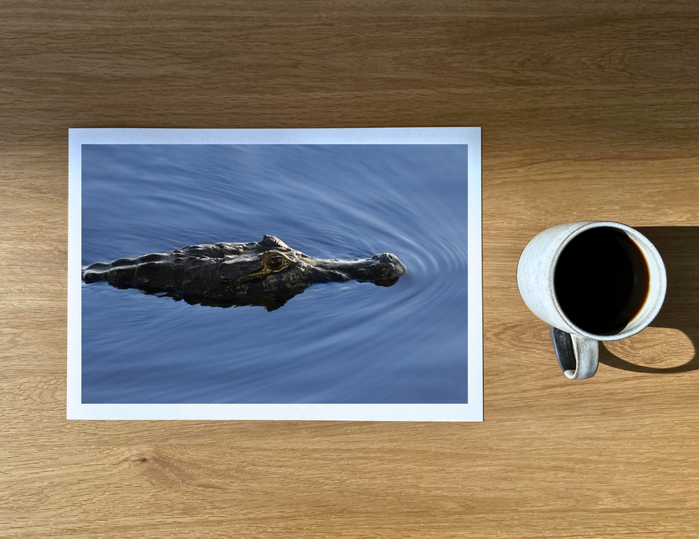 Caiman swimming in the Pantanal.