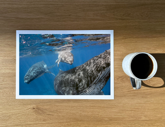 A humpback whale calf swims above its much larger mother, with the male ‘escort’ trailing behind.