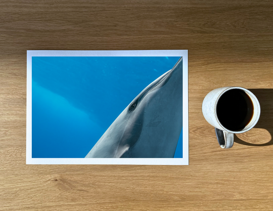 Spinner dolphin portrait taken as I was running out of breath.