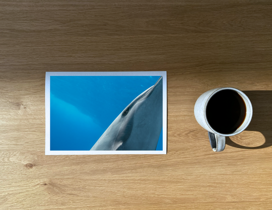 Spinner dolphin portrait taken as I was running out of breath.