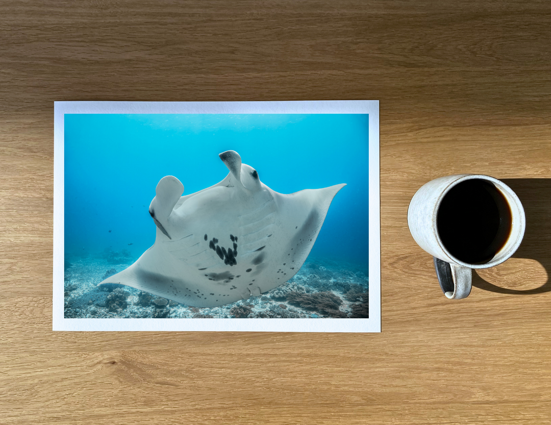 Magical reef manta at Eagle Rock, one of the more famous manta sites in Raja Ampat.