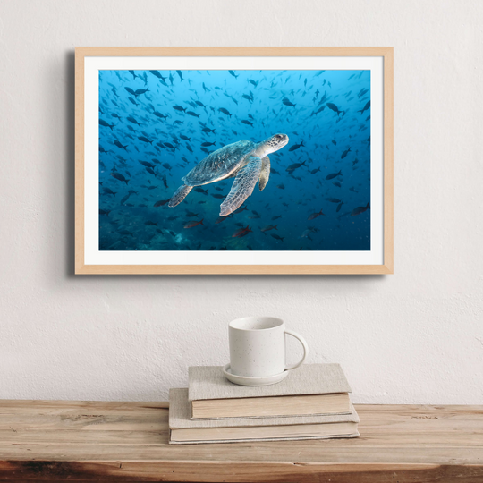 A green turtle surrounded and framed by a myriad creole fish.