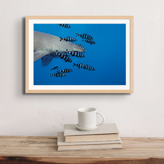 Oceanic whitetip shark surrounded by pilot fish.