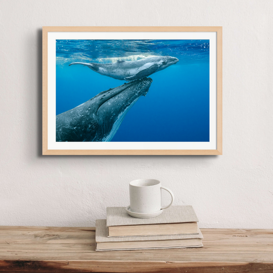 A humpback whale supports her calf at the surface.