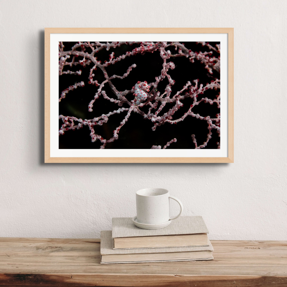 A pygmy seahorse (Hippocampus bargibanti) on its gorgonian home 30 metres down.