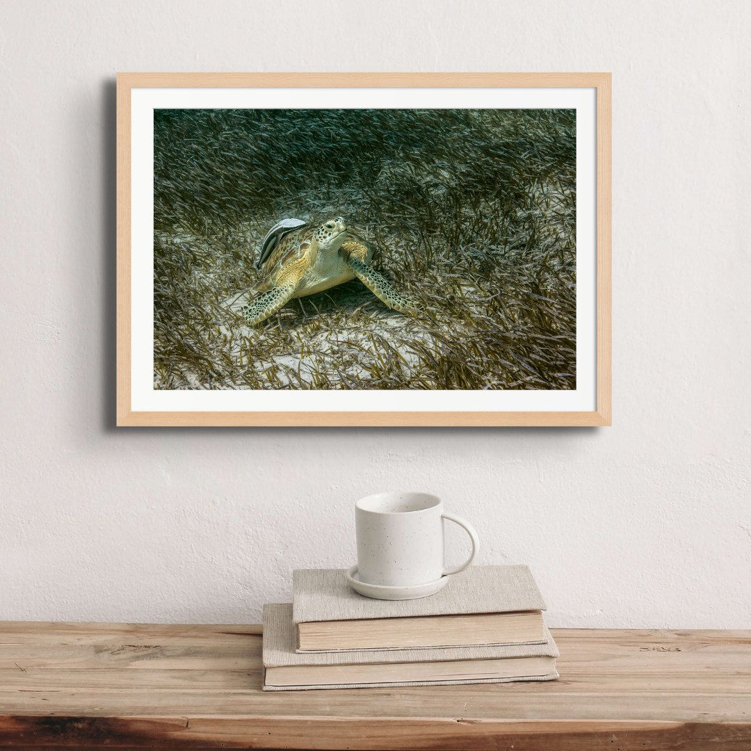 Green turtle with a remora in the seagrass, the turtle’s favourite food.