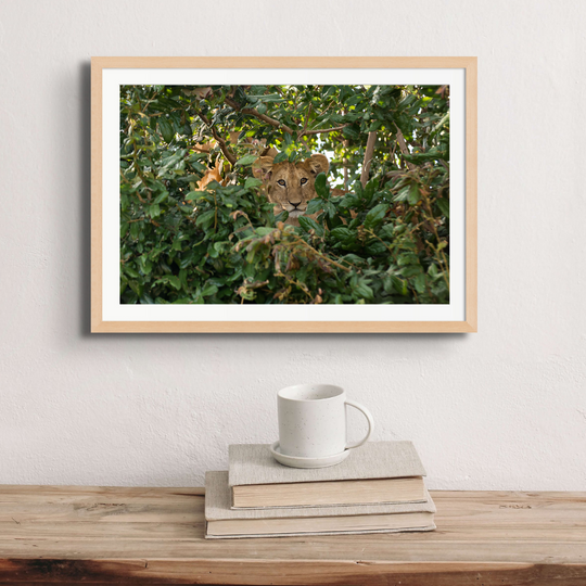 Lion cub in a tree at Kirawira.