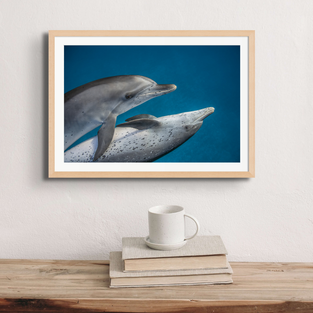 Dolphin Love