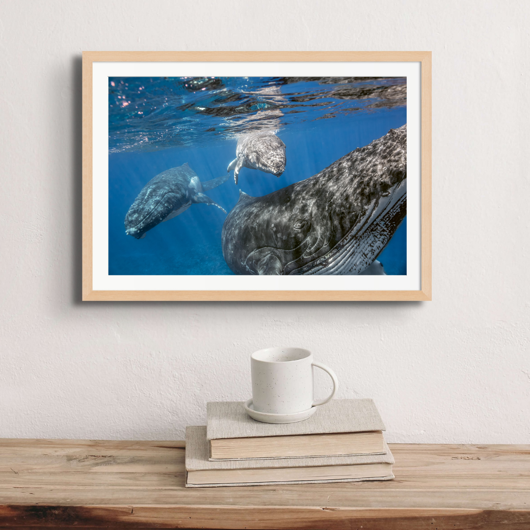 A humpback whale calf swims above its much larger mother, with the male ‘escort’ trailing behind.