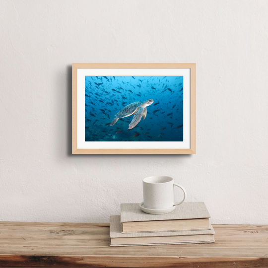 A green turtle surrounded and framed by a myriad creole fish.