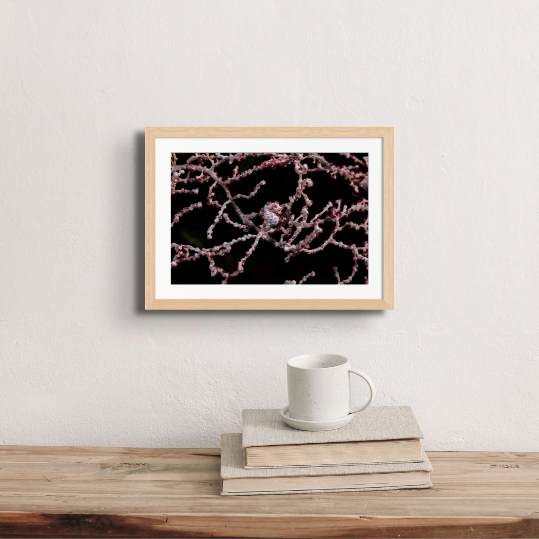 A pygmy seahorse (Hippocampus bargibanti) on its gorgonian home 30 metres down.