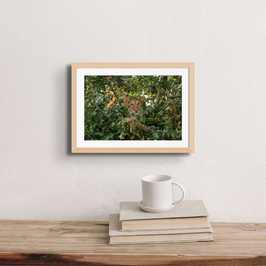 Lion cub in a tree at Kirawira.