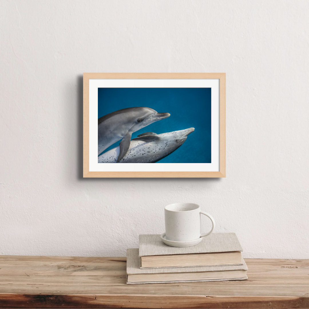 Dolphin Love