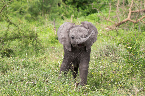 Trunk up!